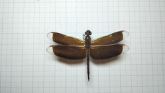 Neurothemis terminata