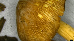 Pseudosperma