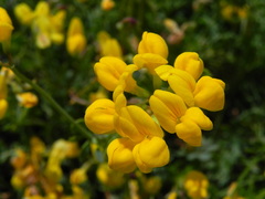 Coronilla minima