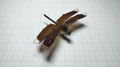 Neurothemis terminata