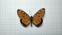 Acraea terpsicore