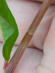 Persicaria extremiorientalis