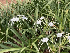 Hymenocallis