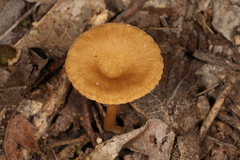 Crepidotus subfulviceps