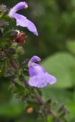 Salvia amarissima