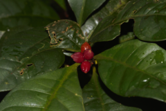 Eumachia kappleri