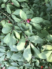 Euonymus