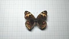 Junonia orithya