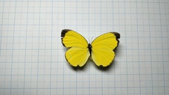 Eurema hecabe