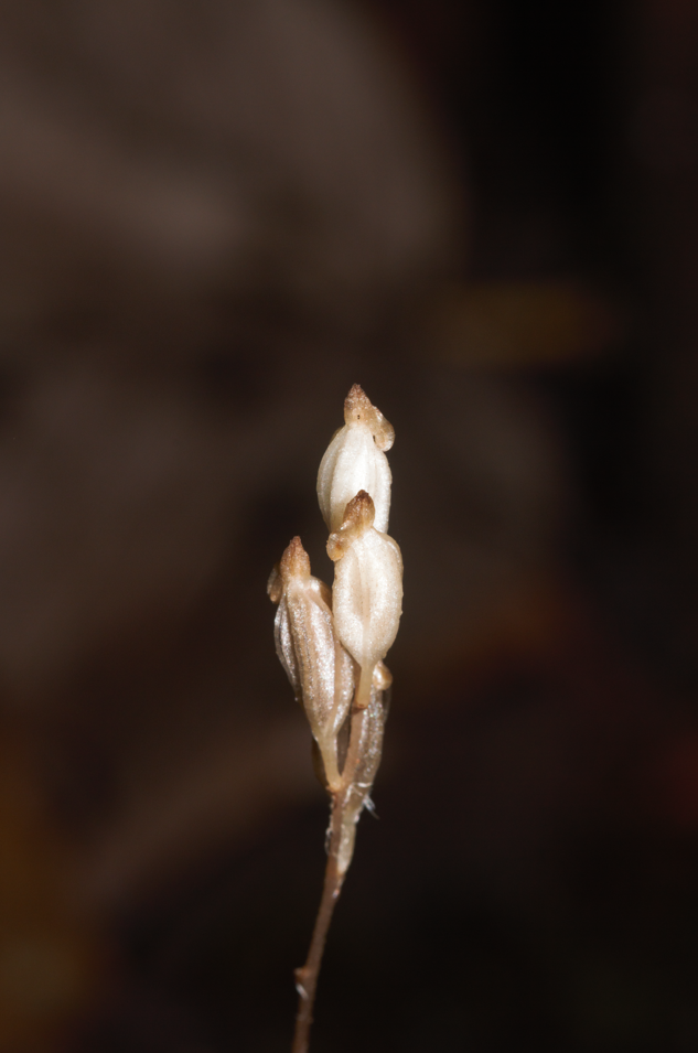 Wullschlaegelia calcarata
