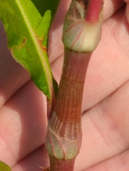 Persicaria extremiorientalis