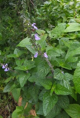 Salvia amarissima