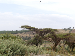 Vachellia abyssinica