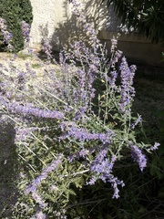 Salvia yangii