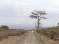 Vachellia xanthophloea