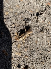 Neoscapteriscus vicinus