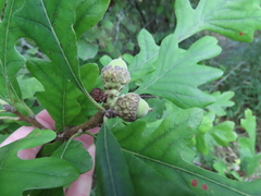 Quercus macrocarpa