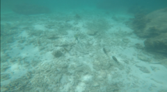 Acanthurus xanthopterus