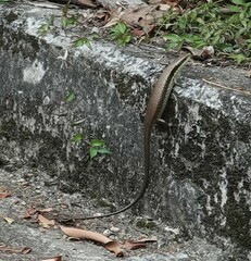 Eutropis longicaudata