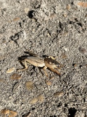 Neoscapteriscus vicinus