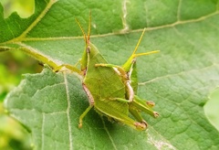 Sphenarium