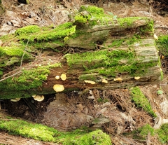Tapinella panuoides