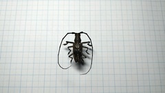 Pelargoderus bipunctatus