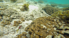 Pseudocheilinus hexataenia