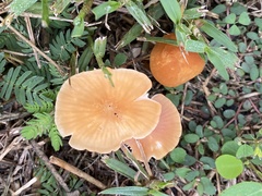 Marasmius vagus