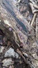 Ascocoryne cylichnium