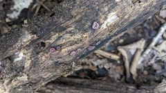 Ascocoryne cylichnium