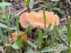 Marasmius vagus