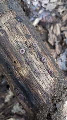 Ascocoryne cylichnium