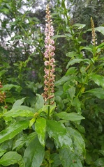 Phytolacca icosandra
