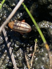 Disonycha quinquelineata