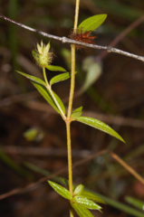 Pterolepis glomerata