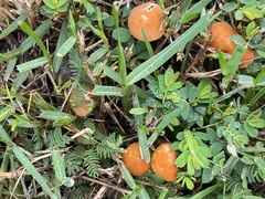 Marasmius vagus
