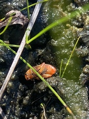 Disonycha quinquelineata