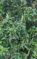 Phytolacca icosandra