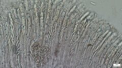 Ascocoryne cylichnium