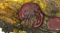 Ascocoryne cylichnium