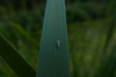 Macrosteles