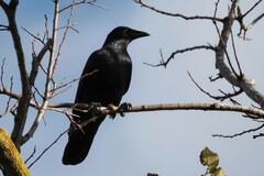 Corvus tasmanicus