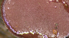 Ascocoryne cylichnium