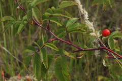 Rosa glabrifolia