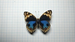 Junonia orithya