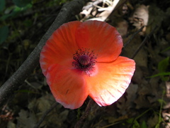Papaver rhoeas