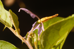 Solanum subinerme