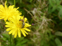 Crepis capillaris