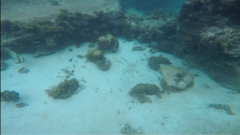 Mulloidichthys flavolineatus